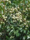 Syzygium pseudofastigiatum