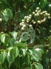 Syzygium pseudofastigiatum