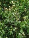Syzygium pseudofastigiatum