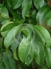 Syzygium pseudofastigiatum