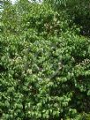 Syzygium pseudofastigiatum