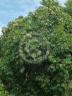 Syzygium pseudofastigiatum