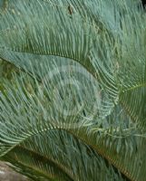 Cycas platyphylla