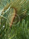 Cycas platyphylla