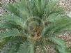 Cycas platyphylla