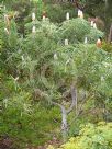 Banksia hookeriana prionotes