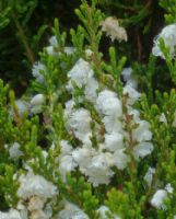 Calluna vulgaris Kinlochruel