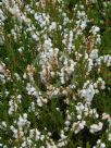 Calluna vulgaris Kinlochruel