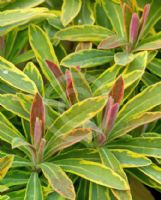 Euphorbia martini Ascot Rainbow