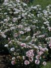 Dianthus Coconut Sundae