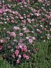 Dianthus Raspberry Sundae