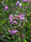 Desmodium callianthum