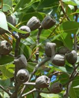 Corymbia abergiana