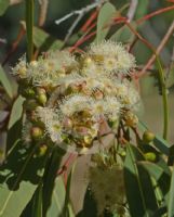 Corymbia erythrophloia