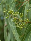 Corymbia erythrophloia