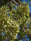 Corymbia erythrophloia