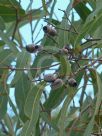 Corymbia erythrophloia