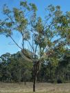 Corymbia erythrophloia