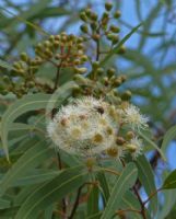 Corymbia stockeri