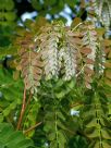 Albizia procera