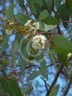 Eucalyptus atrata