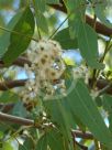 Eucalyptus atrata