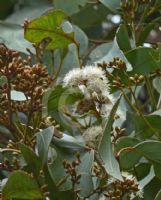 Eucalyptus granitica