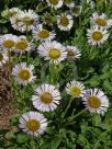 Erigeron glaucus Albus