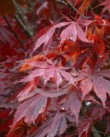 Acer palmatum Sumi-nagashi