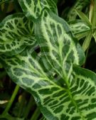 Arum italicum Marmoratum