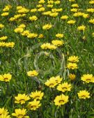 Gazania rigens rigens