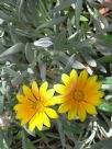 Gazania rigens leucolaena