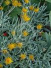 Gazania rigens leucolaena