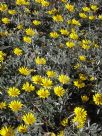 Gazania rigens leucolaena