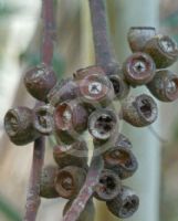 Eucalyptus pyrocarpa