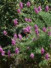 Antirrhinum majus tortuosum