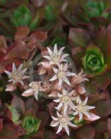 Aeonium decorum