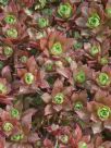 Aeonium decorum