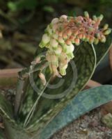 Gasteria pulchra