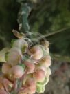 Gasteria pulchra