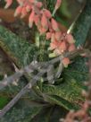 Gasteria acinacifolia