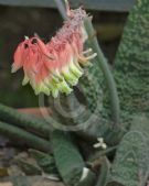 Gasteria brachyphylla