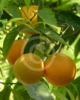 Citrus clementina