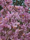 Handroanthus heptaphyllus