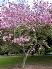 Handroanthus heptaphyllus