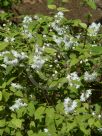 Deutzia scabra Candidissima