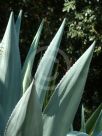 Agave vera-cruz