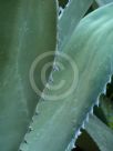 Agave salmiana ferox