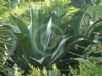 Agave salmiana ferox