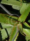 Aloe camperi